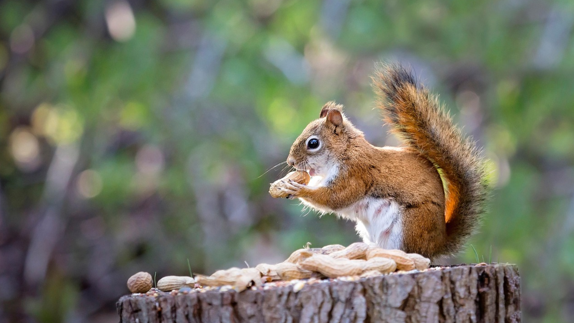 Herzlich Willkommen auf meiner Homepage !