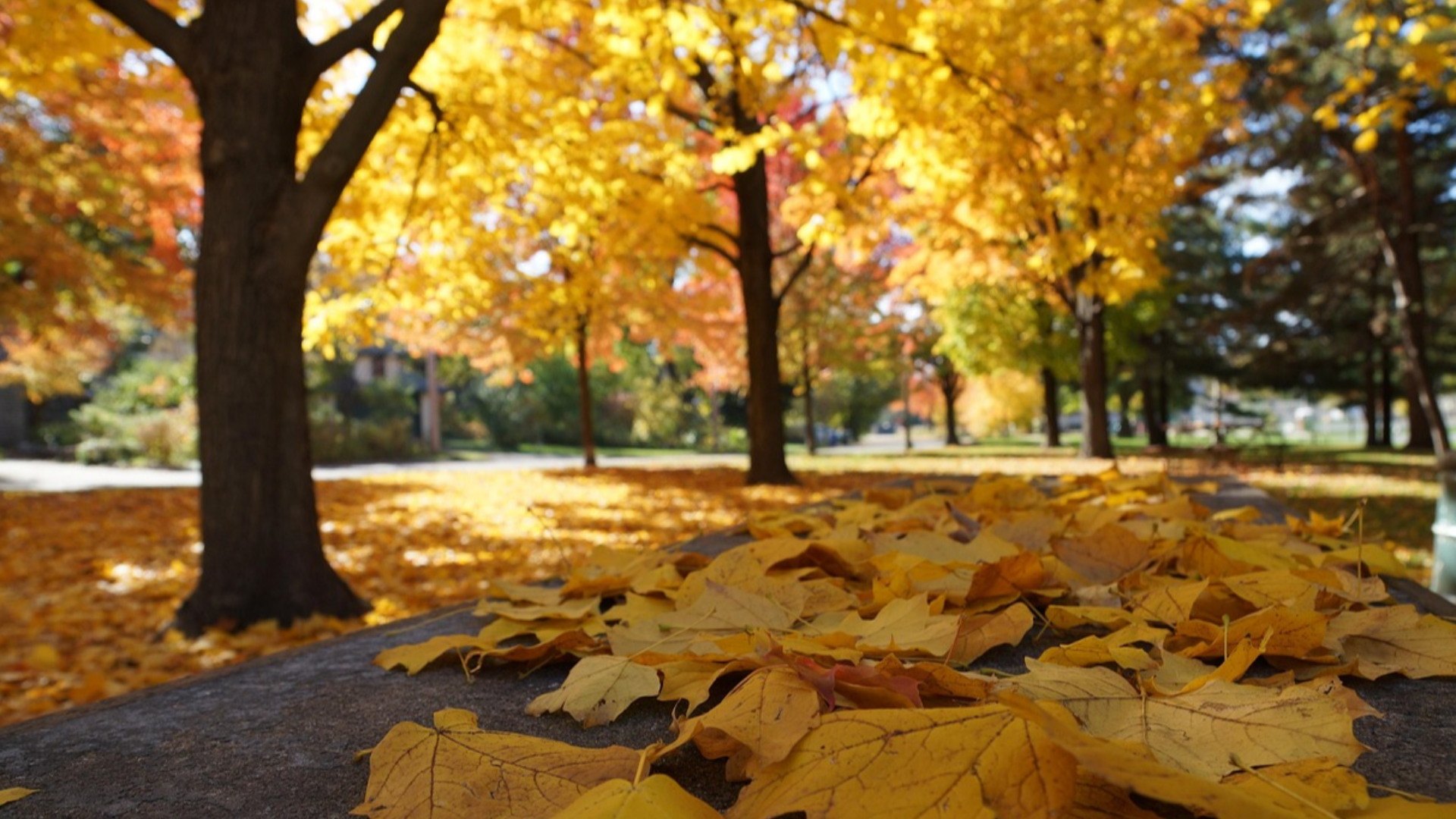 Herzlich Willkommen auf meiner Homepage !