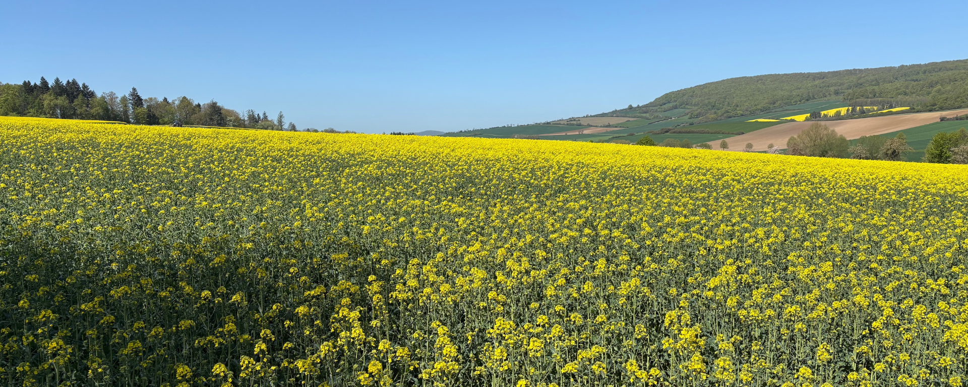 Herzlich Willkommen bei Lars Wedekind !
